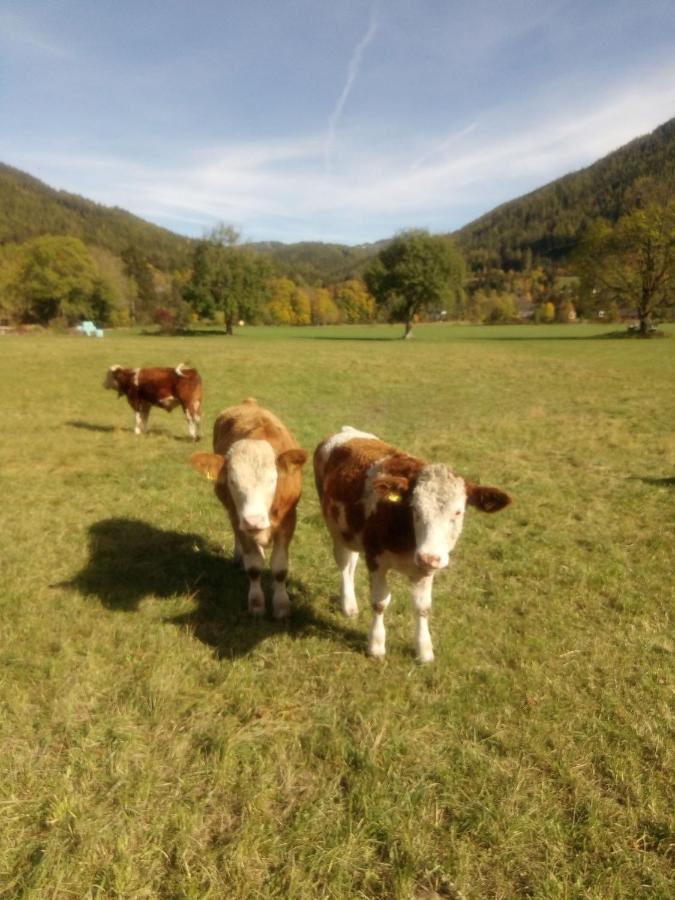 Haus Bergblick Fruehstueckspension Oberort Exteriér fotografie